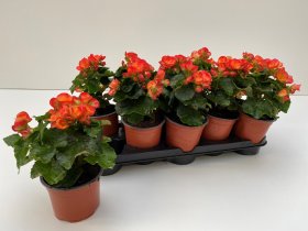 Vienmetė gėlė, begonija "Elatior", vazonėlio skersmuo 13 cm.