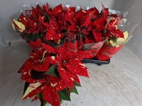 Kambarinis augalas, puansetija "New Gliter", vazonėlio skersmuo 11 cm.