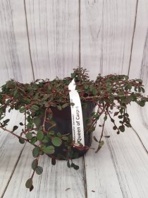 Dekoratyvinis krūmas, kaulenis damerio "Queen of Carpet", vazonas 2 l.