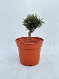 Spygliuotis, pušis kalninė "Fructata", vazonas 3 l.