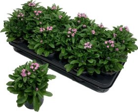 Vienmetė gėlė, neužmirštuolė "Pink", vazonėlio skersmuo 11 cm.