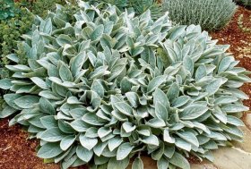 Daugaimetė gėlė, vilnotoji notra "Silver Carpet", vazonėlio skersmuo 17 cm.