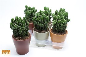 Kambarinis augalas, stulpenis peruvinis "Paolina", vazonėlio skersmuo 13 cm.