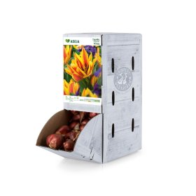 Daugiažiedės tulpės Winnipeg svogūnėlis ASEJA, 1 vnt., 11/12, Rackbox, 64043511, (R)