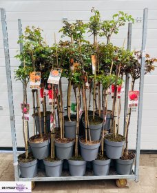 Daugiametė gėlė, rožė, ant stiebo, vazonėlio skersmuo 26 cm.