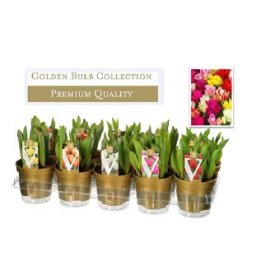 Kambarinis augalas, tulpė (5 svog.), vazonėlio skersmuo 12 cm.