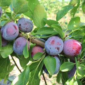 Vaismedis, slyva “Opal” (Prunus domestica)