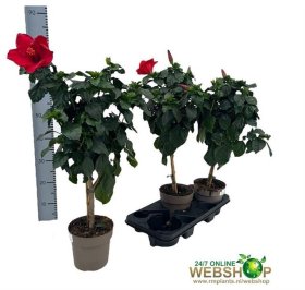 Kambarinis augalas, kinrožė, ant stiebo, vazonėlio skersmuo 17 cm.