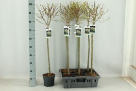 Dekoratyvinis medis, gluosnis sveikalapis "Hakuro Nishiki", vazonėlio skersmuo 17 cm.