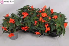 Vienmetė gėlė, begonija, vazonėlio skersmuo 9 cm.