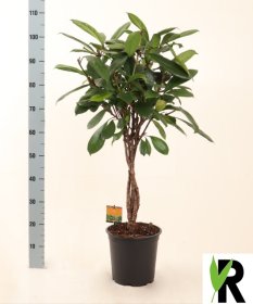 Kambarinis augalas, fikusas "Cyathistipula", vazonėlio skersmuo 24 cm.