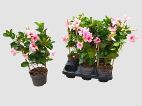 Vienmetė gėlė, mandevilė "Pink", vazonėlio skersmuo 13 cm.