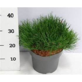 Spygliuotis, pušis kalninė "Pumilio", vazono skersmuo 23 cm.