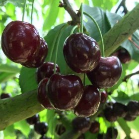 Vaismedis, trešnė "Kordia"