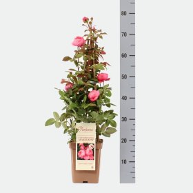 Daugiametė gėlė, rožė (F) "Gartenprinzessin Marie-José", vazonas 3 l.