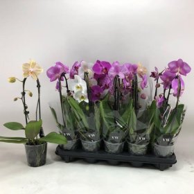 Kambarinis augalas, orchidėja "Phal El Cascade", vazonėlio skersmuo 12 cm.