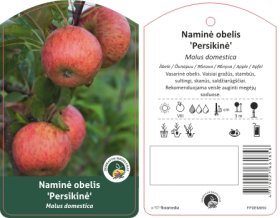 Vaismedis, obelis persikinė (Malus domestica)