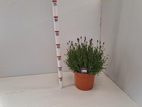Daugiametė gėlė, levanda "Aroma Blue", vazonėlio skersmuo 23 cm.