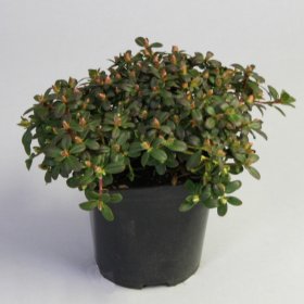 Dekoratyvinis krūmas, nykštukinis rododendras "Wren", vazonas 2 l.