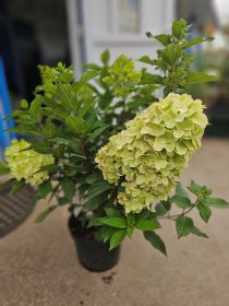 Dekoratyvinis krūmas, šluotelinė hortenzija "Bloody Marie"