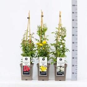 Daugiametė gėlė, rožė (Rambler), įvairios, vazonas 5 l.