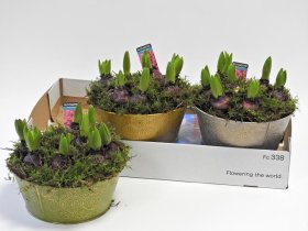 Daugiametė gėlė, hiacintų kompozicija, vazonėlio skersmuo 21 cm.