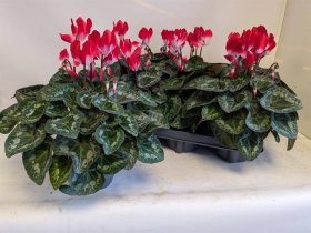 Kambarinis augalas, ciklamenas "Indiaka", vazonėlio skersmuo 12 cm