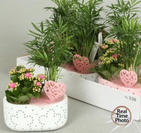 Kambarinis augalas, kompozicija, vazono skersmuo 19 cm.