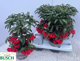 Kambarinis augalas, mieguvis (ardizija) "Crenata Red", vazonėlio skesmuo 14 cm.