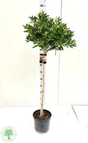 Kambarinis augalas, kalistemonas "Splendens", vazonėlio skersmuo 22 cm.