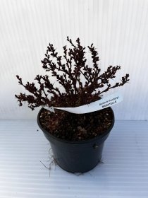 Dekoratyvinis krūmas, raugerškis tunbergo "Bagatelle", vazonas 2 l.