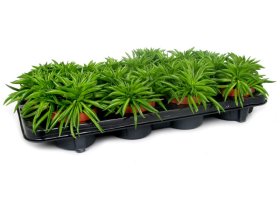 Kambarinis augalas, peperomija "Happy-been", vazonėlio skersmuo 11 cm.