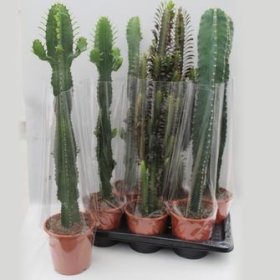 Kambarinis augalas, karpažolė, vazonėlio skersmuo 12 cm.