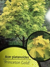 Dekoratyvinis medis, klevas "Princeton Gold", vazonėlio skersmuo 21 cm.