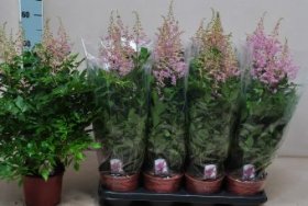 Daugiametė gėlė, astilbė, įvairios, vazonėlio skersmuo 15 cm.