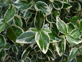 Dekoratyvinis krūmas, fortūno ožekšnis, SODO GAMA "Emerald Gaiety", vazono talpa 2 l.