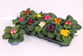 Kambarinis augalas, raktažolė, įvairi, vazono skersmuo 11 cm.