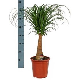 Kambarinis augalas, nolina, vazono skersmuo 21 cm.