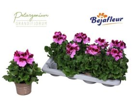 Vienmetė gėlė, pelargonija "El Judith", vazonėlio skersmuo 12 cm.