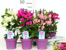 Kambarinis augalas, bugenvilija, įvairios, vazonėlio skersmuo 14 cm.