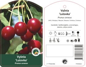 Vaismedis, vyšnia "Lutovka"