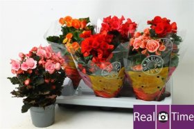 Kambarinis augalas, begonija, įvairios, vazonėlio skersmuo 13 cm.