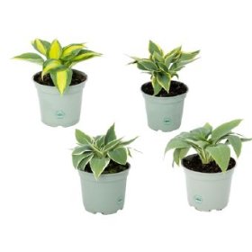 Daugiametė gėlė, melsvė, vazono skersmuo 15 cm.