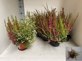 Vienmetė gėlė, erika "Twin", vazonėlio skersmuo 11 cm.