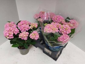 Dekoratyvinis krūmas, hortenzija "Ankkong Pink", vazonėlio skersmuo 15 cm.