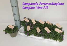 Daugiametė gėlė, katilėlis (mėlynas), vazonėlio skersmuo 12 cm.