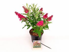 Dekoratyvinis krūmas, budlėja Davido "Butterfly Candy Little Ruby", vazonas 3 l.