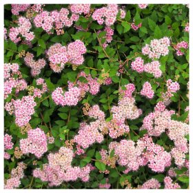 Dekoratyvinis krūmas, lanksva japoninė "Nana", aukštis 10 cm., vazonas 2 l.