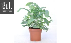 Kambarinis augalas, kiškiapapartis "Blue Star", vazonėlio skersmuo 12 cm.