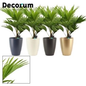 Kambarinis augalas, livistona plastikiniame vazonėlyje, vazonėlio skersmuo 12 cm.